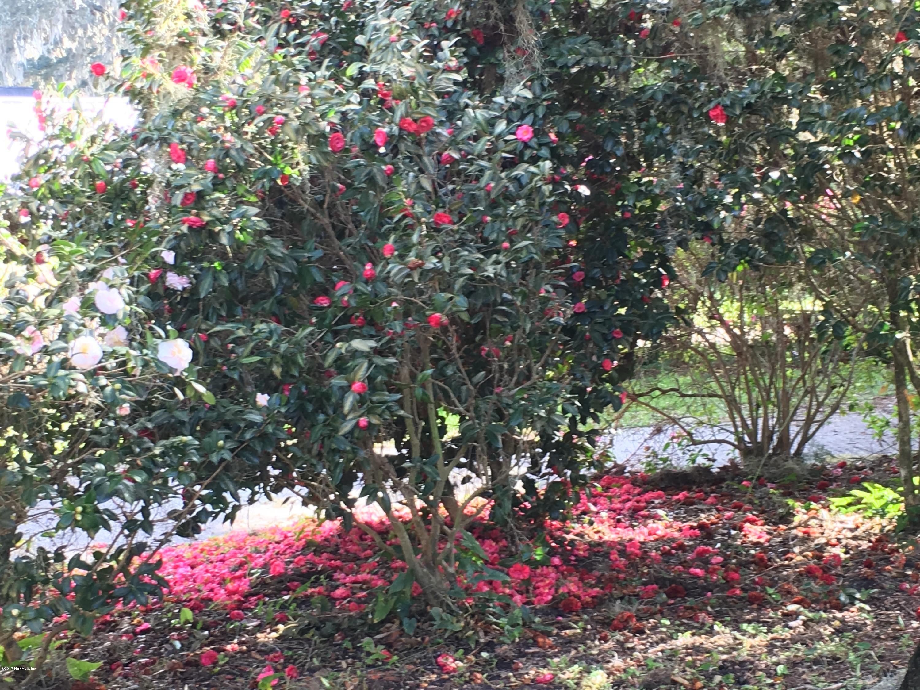 8130 Alderman Road Melrose, FL 32666 - Photo 35 of 36 Camellia Bushes in Driveway Area