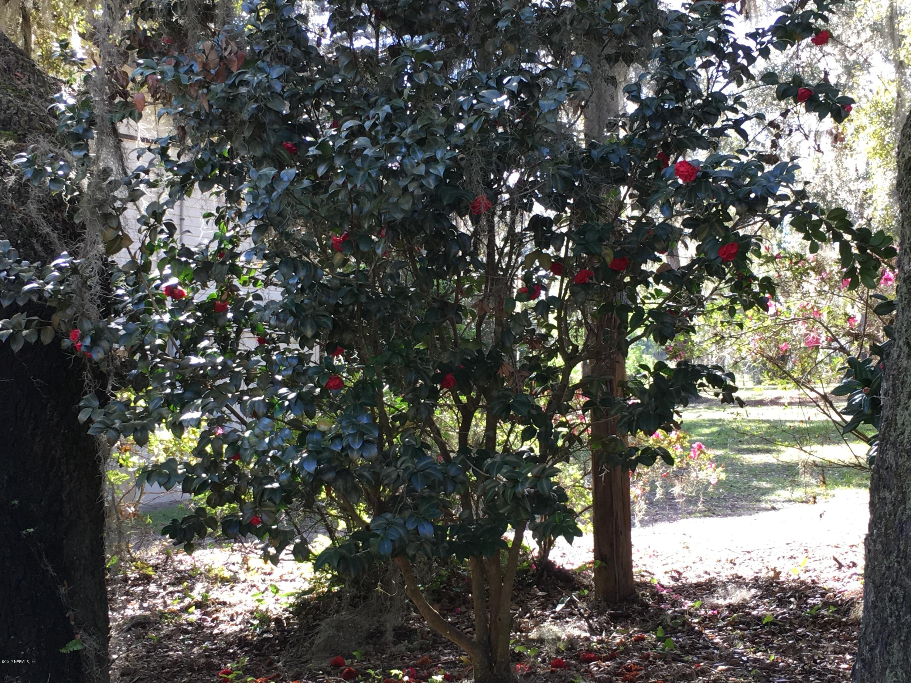 8130 Alderman Road Melrose, FL 32666 - Photo 36 of 36 Additional View of Camellias