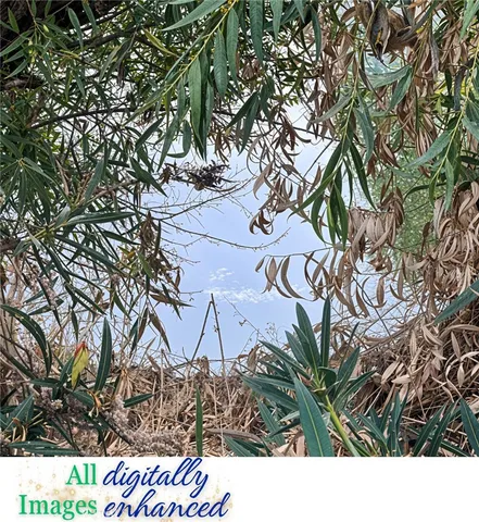 $39,000 | 12230 Cerrito Drive, Clearlake Oaks, CA 95423