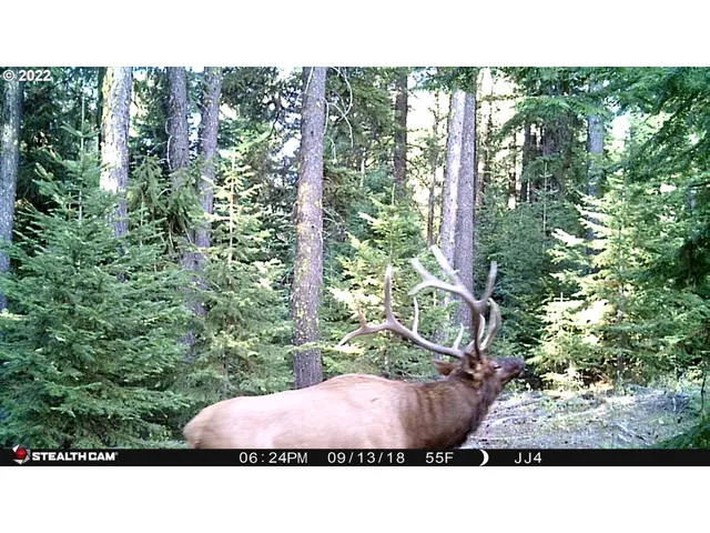 a black and white photo of a park