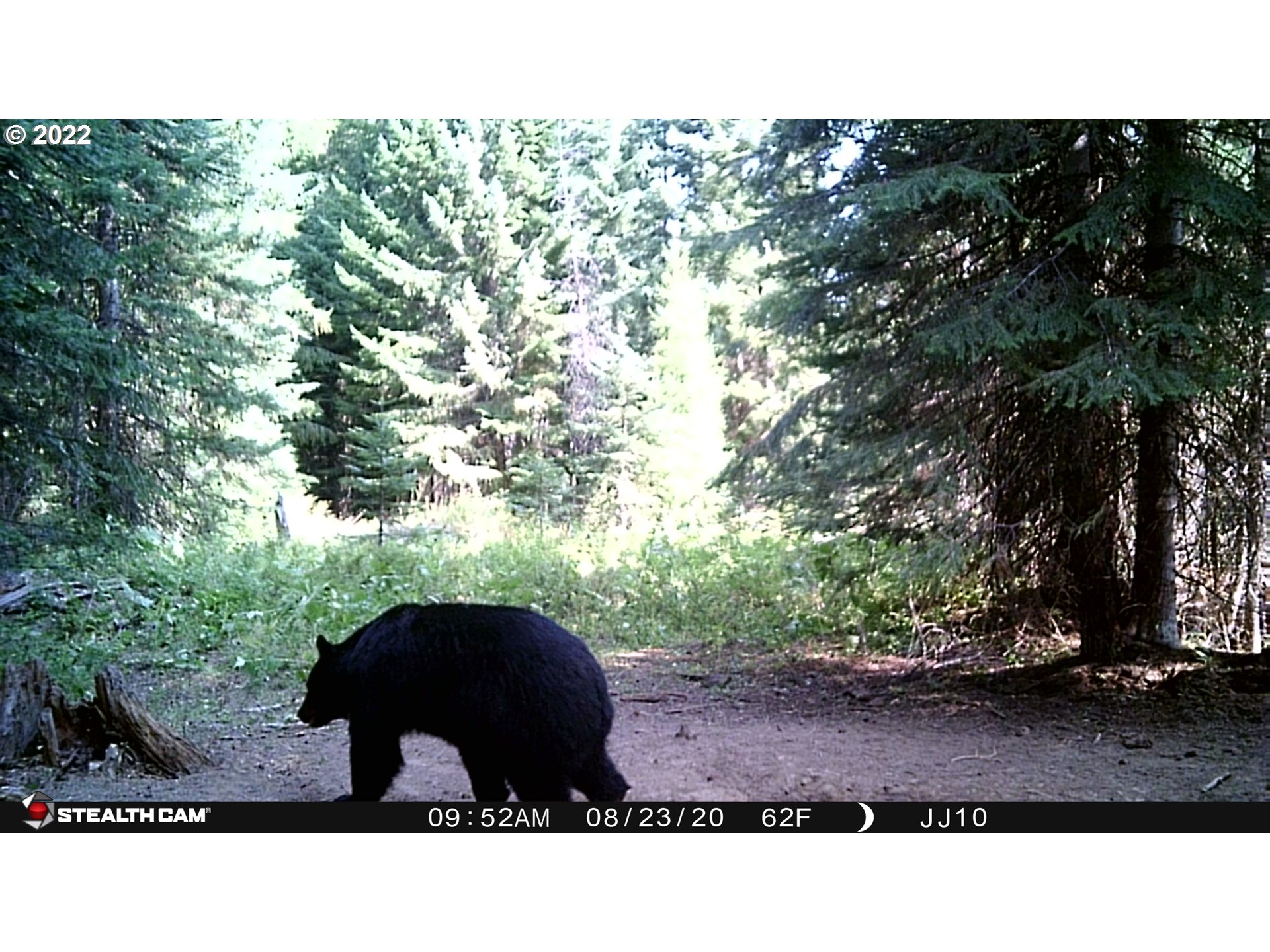 79250 Lookout Mountain Road Elgin, OR 97827 - Photo 10 of 28 a black and white photo of a tree