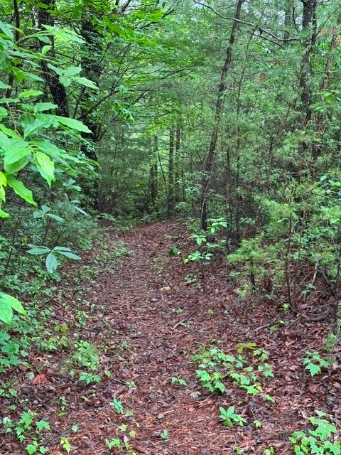 35-36 Big Sky Road Ferguson, NC 28624 - Photo 7 of 23 a view of a garden with lots of trees