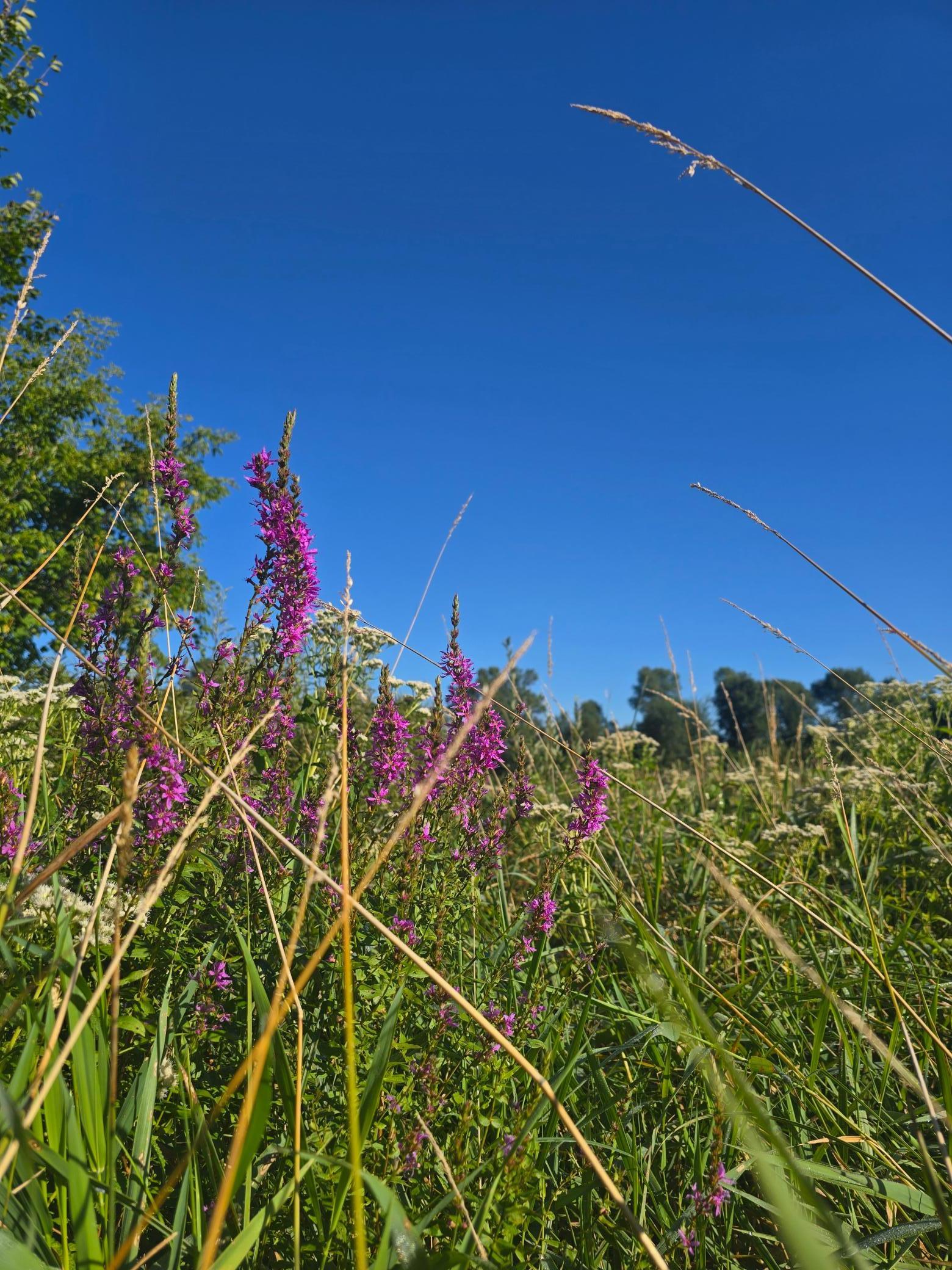 29151 Pleasant Lake Road Underwood, MN 56586 - Photo 9 of 20