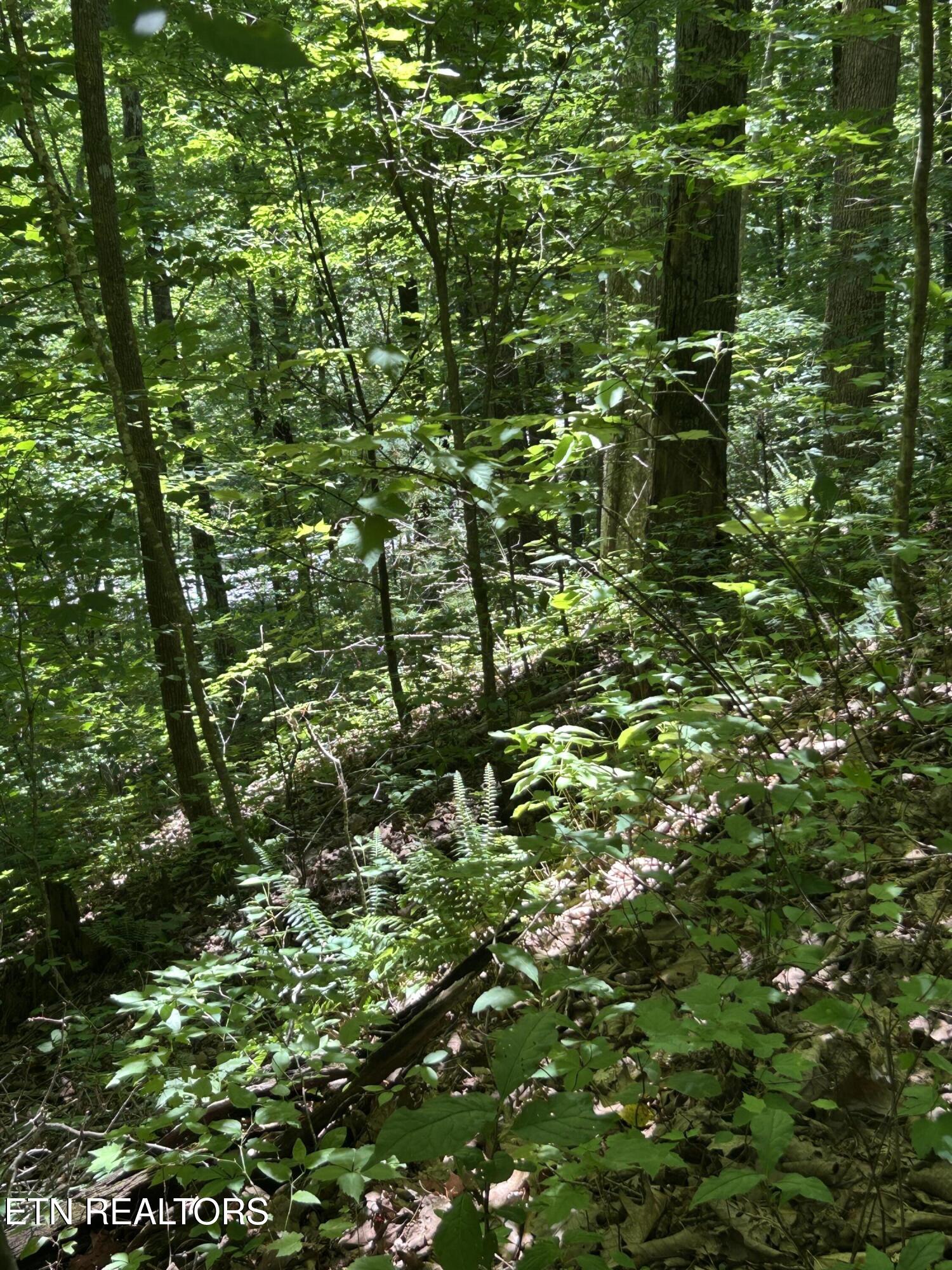 Lower Powdermill Road Sevierville, TN 37876 - Photo 2 of 6 IMG_3207