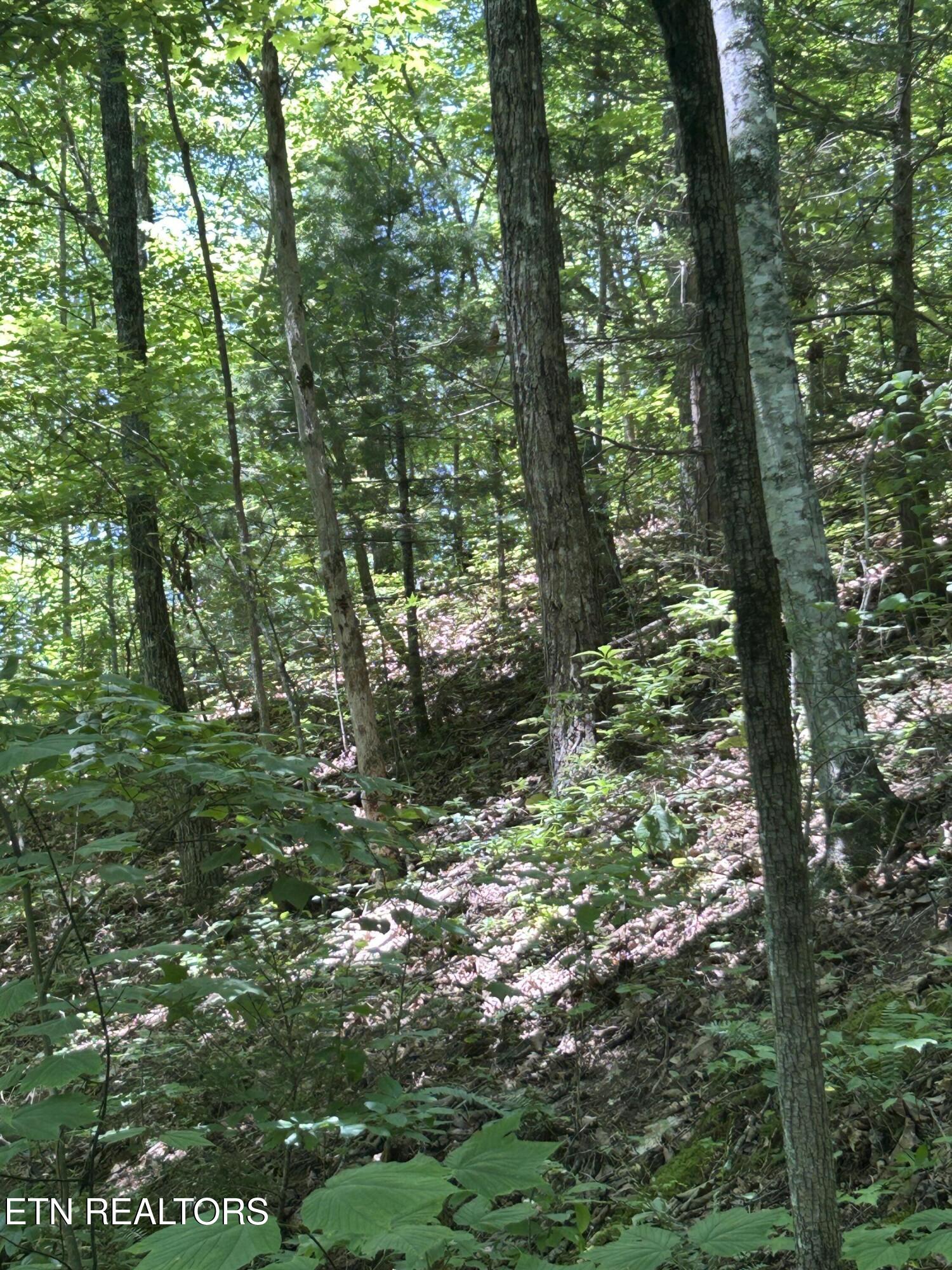 Lower Powdermill Road Sevierville, TN 37876 - Photo 4 of 6 IMG_3209