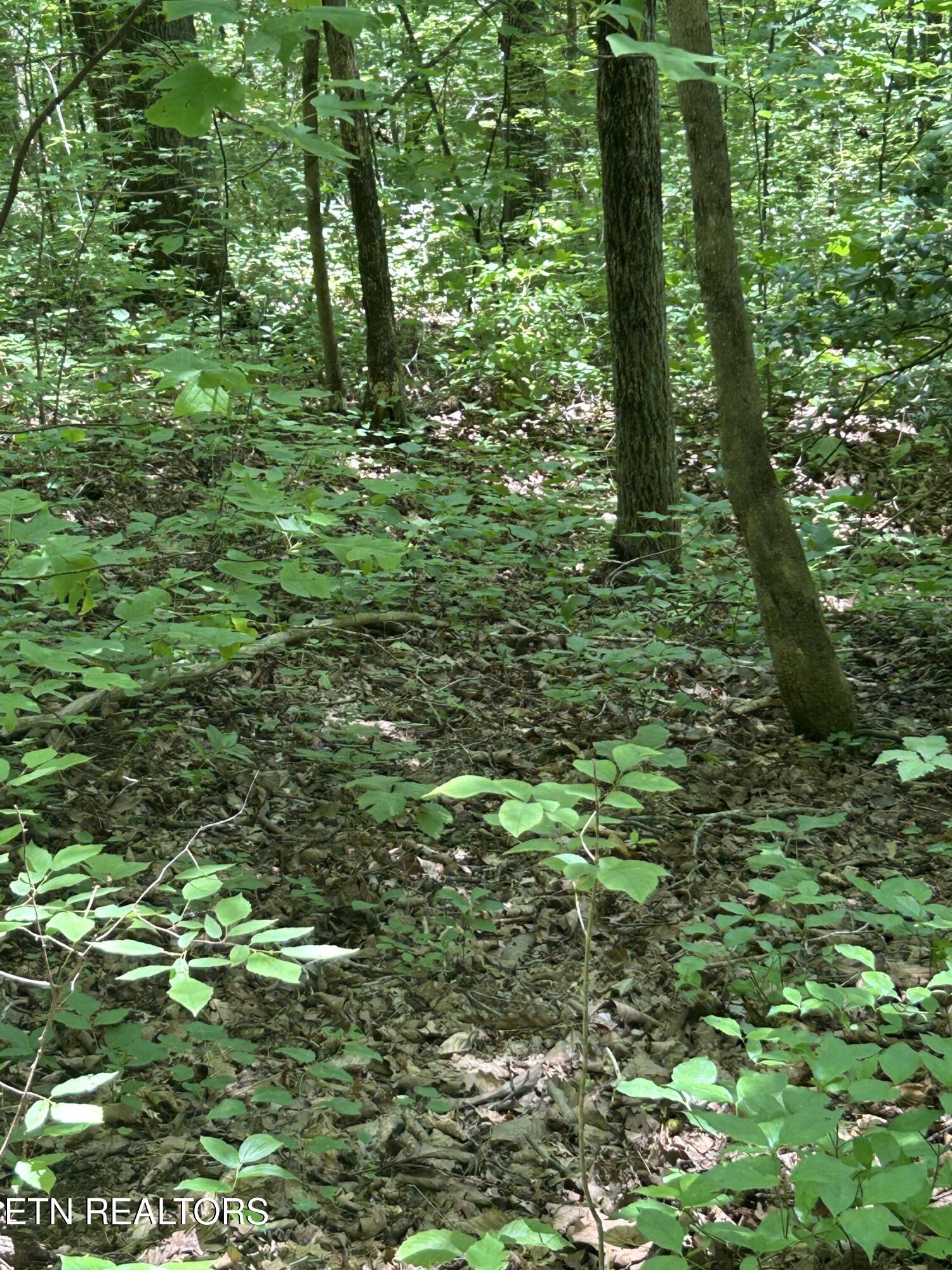 Lower Powdermill Road Sevierville, TN 37876 - Photo 5 of 6 IMG_3210