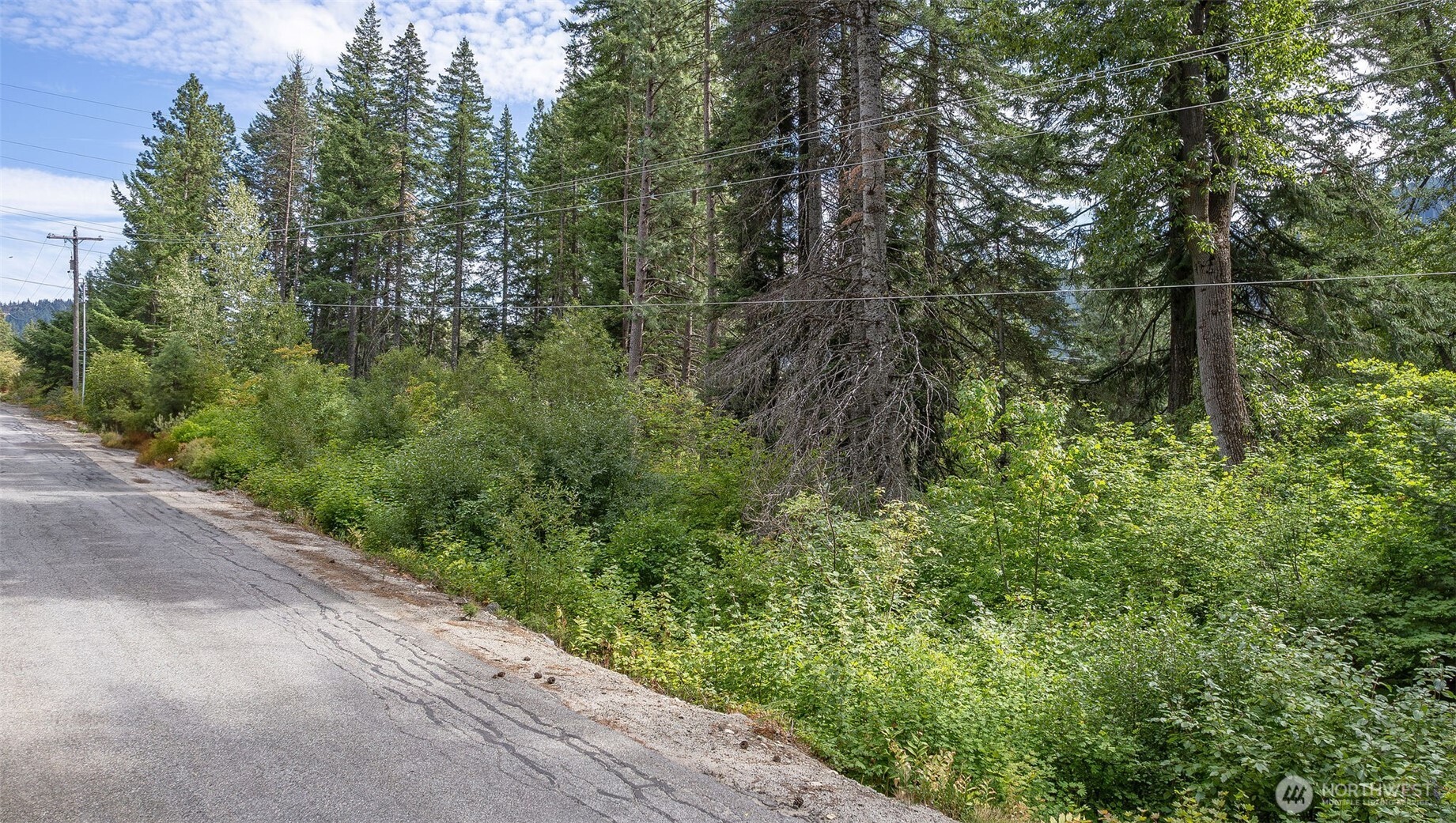 a view of a yard with plants and large trees