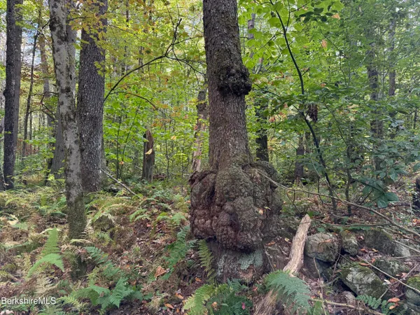 $550,000 | 0 Gould Road, Monterey, MA 01245