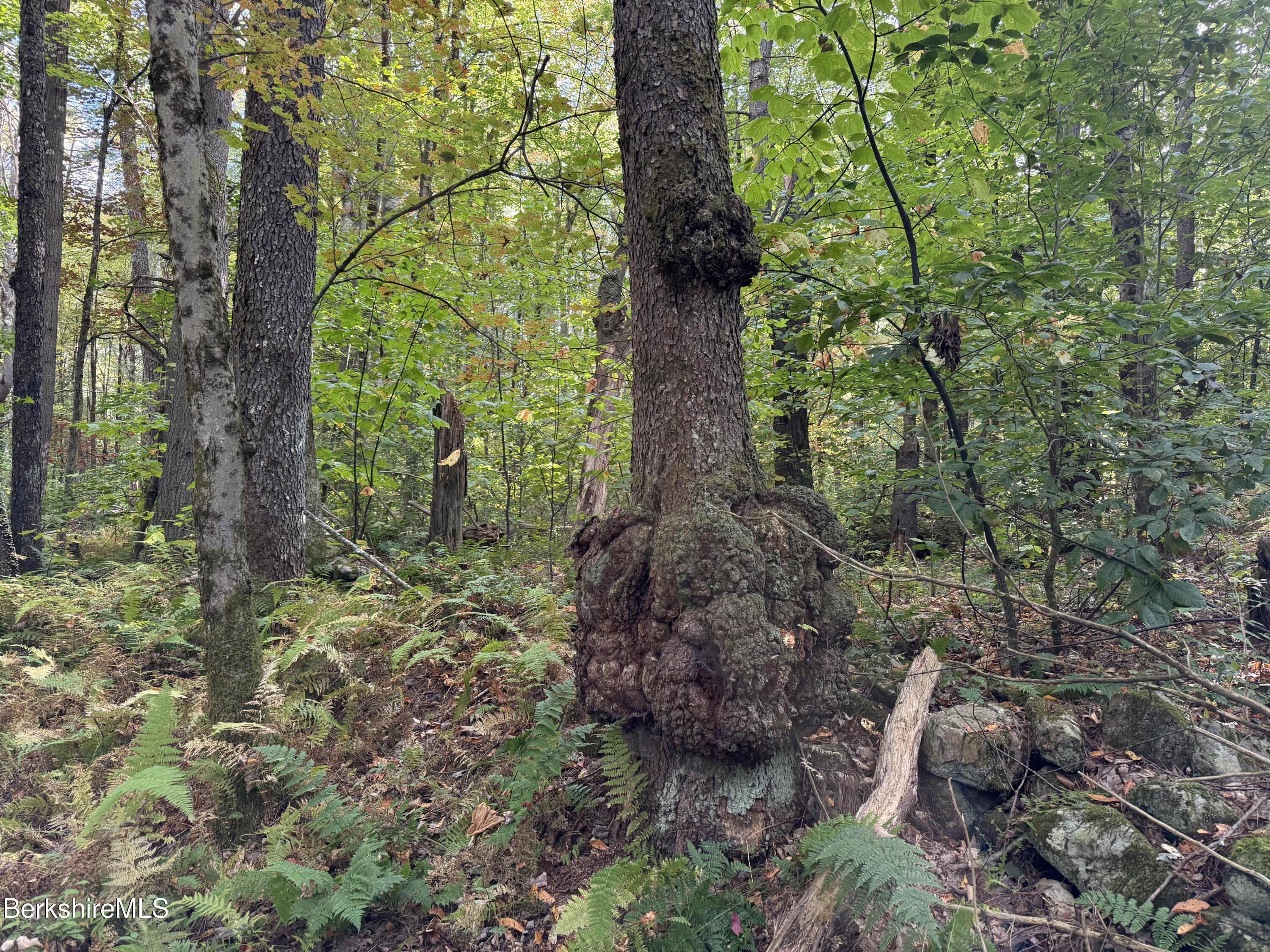 0 Gould Road Monterey, MA 01245 - Photo 11 of 11 a big tree in middle of the forest