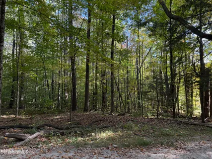 a view of outdoor space and trees