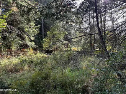 a view of a forest with a tree
