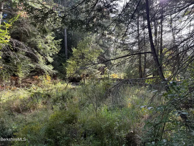 a view of a forest with a tree