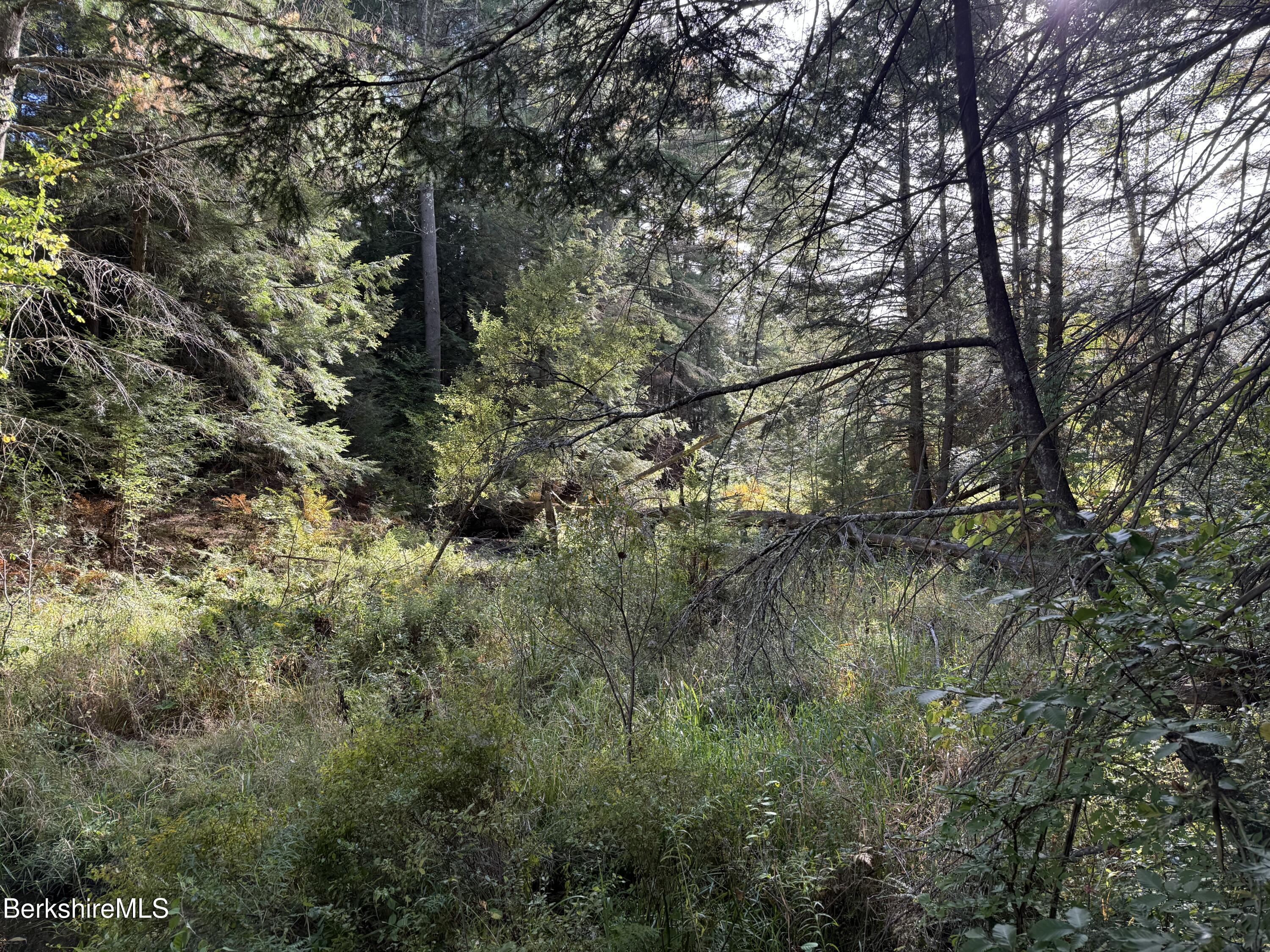 0 Gould Road Monterey, MA 01245 - Photo 8 of 11 a view of a forest