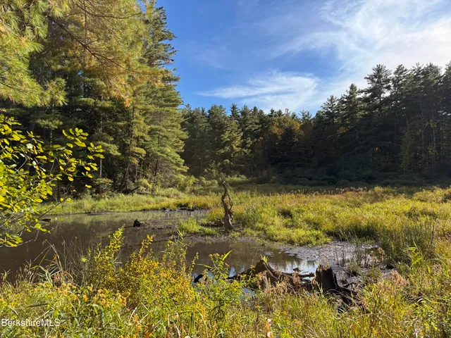 a big tree in middle of the forest