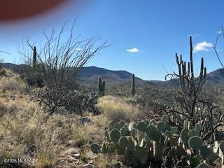 8491 South Pistol Hill Road Vail, AZ 85641 - Photo 5 of 50 Mature Vegetation
