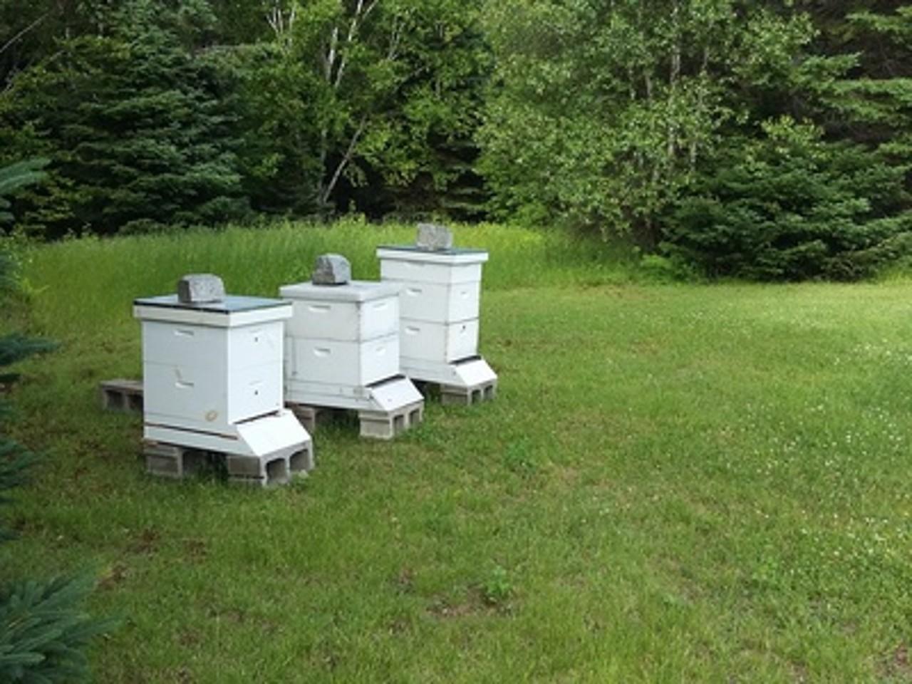 1598 Town Line Road Merrill, ME 04780 - Photo 15 of 34 Gustin_11766_P15_129571