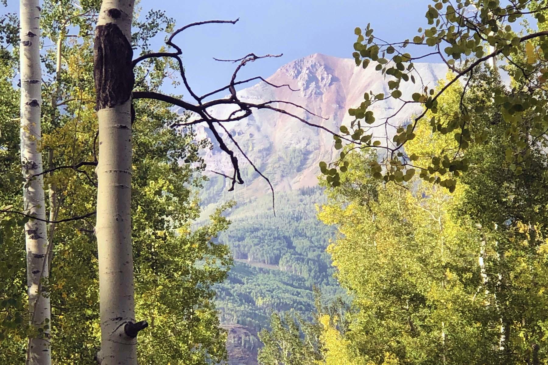 Tbd Wapiti Road Telluride, CO 81435 - Photo 2 of 12 a picture of a tree