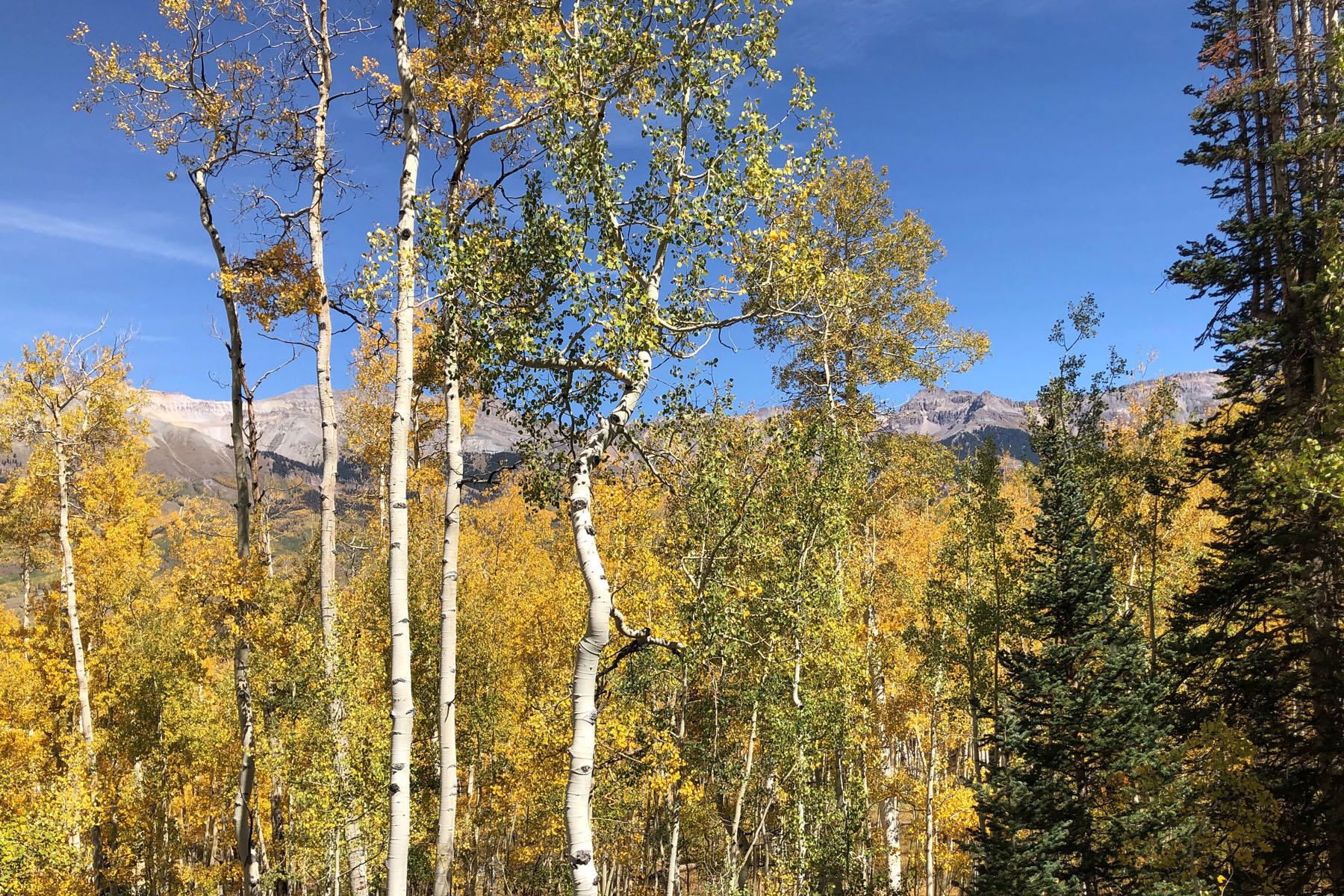 Tbd Wapiti Road Telluride, CO 81435 - Photo 3 of 12 a view of a bunch of flowers and trees