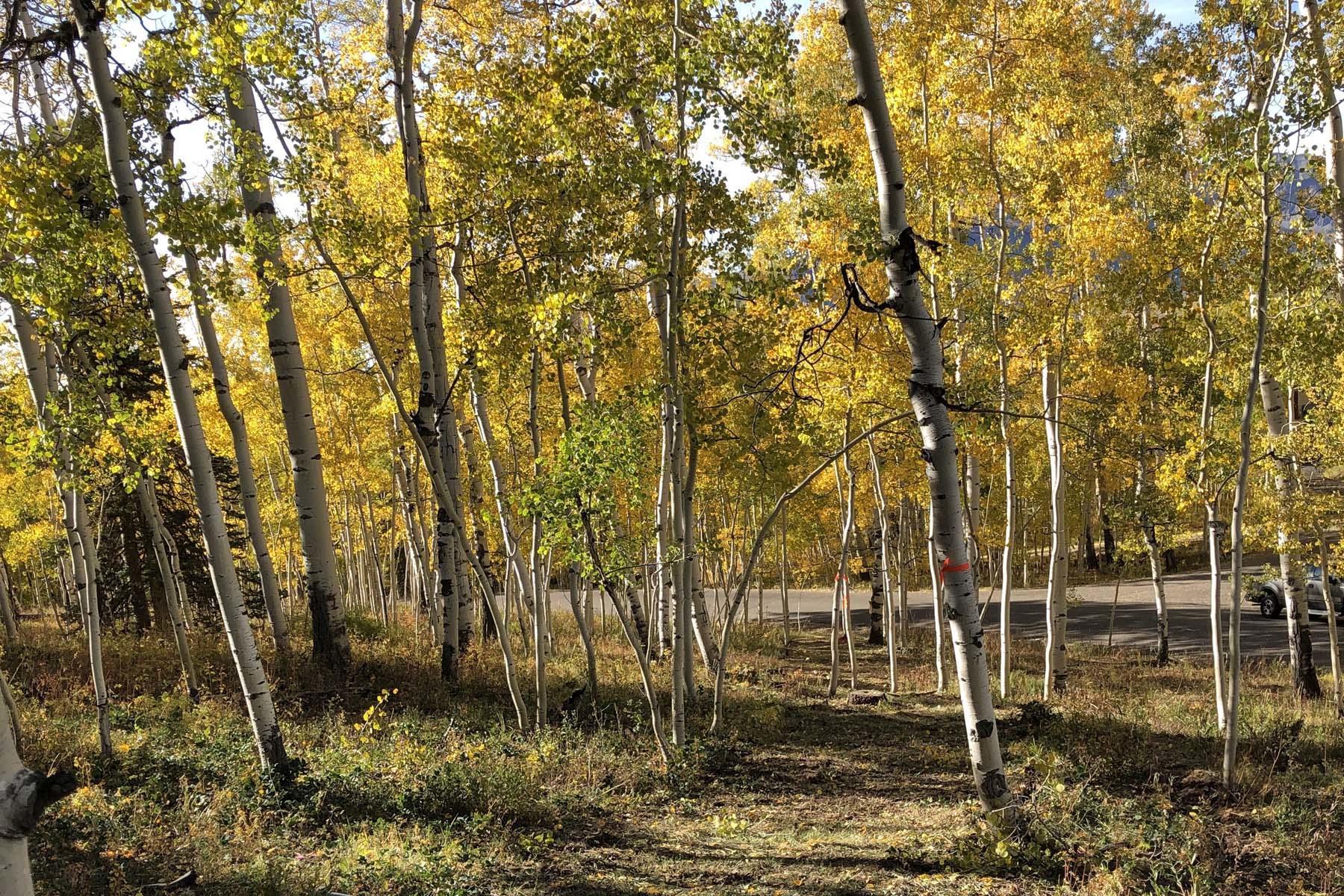 Tbd Wapiti Road Telluride, CO 81435 - Photo 7 of 12 a backyard of a house with lots of trees