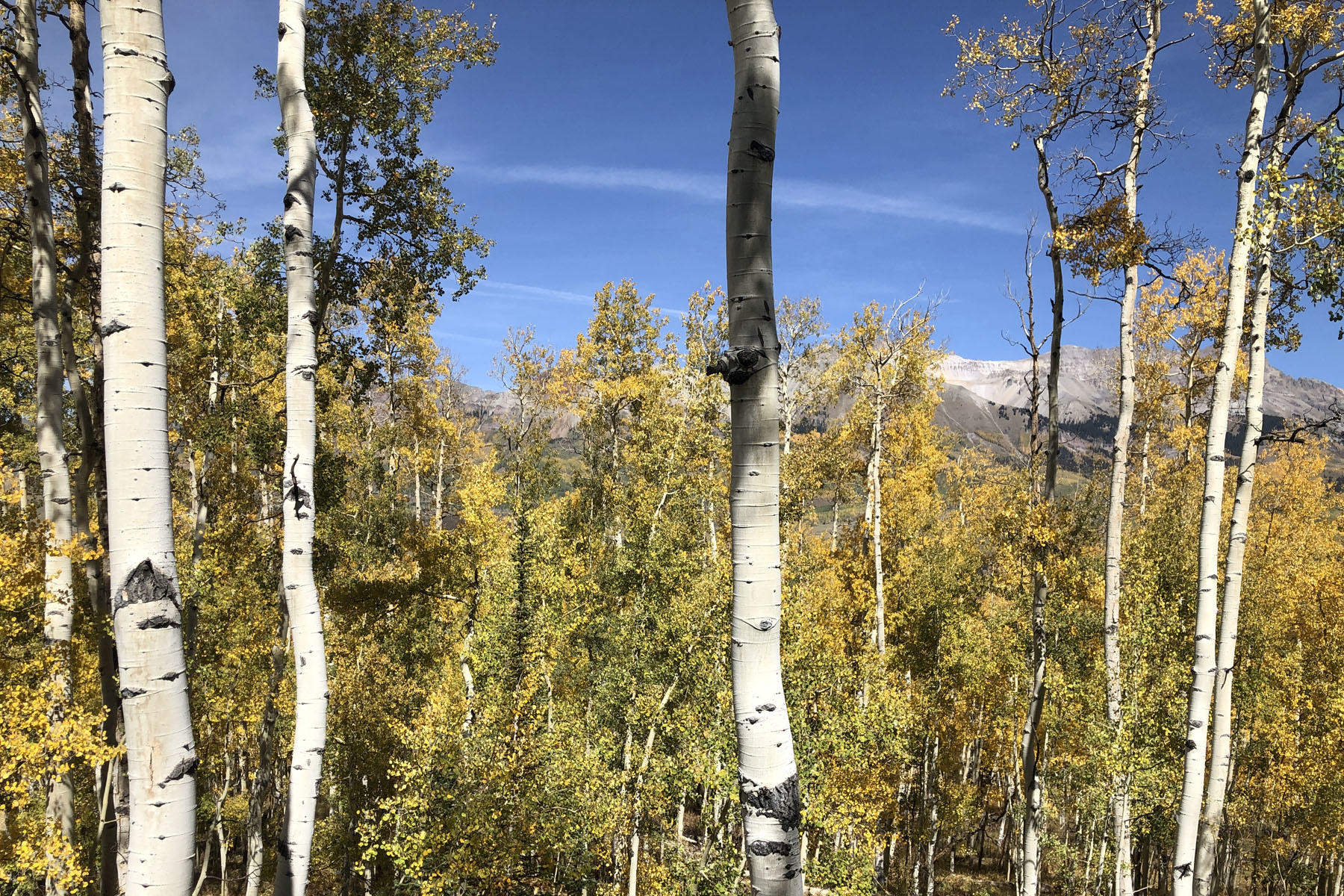 Tbd Wapiti Road Telluride, CO 81435 - Photo 9 of 12 a bathroom with a shower