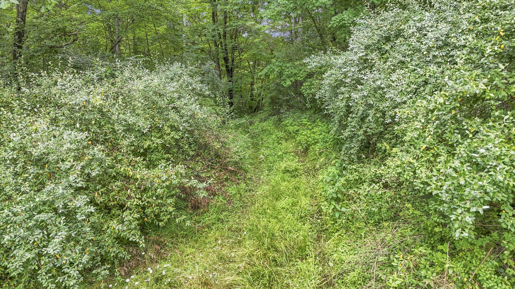 16749 Mush Run Road Athens, OH 45701 - Photo 35 of 37 54-web-or-mls-DJI_20260622132907_0775_D