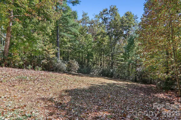 a view of a forest with trees in the background