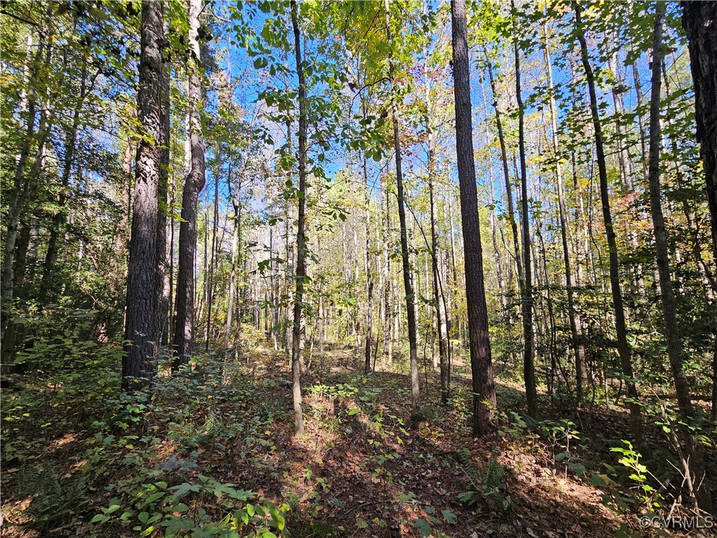 120.9-ac Back Mountain Road Dillwyn, VA 23936 - Photo 11 of 39 a view of a garden with large trees