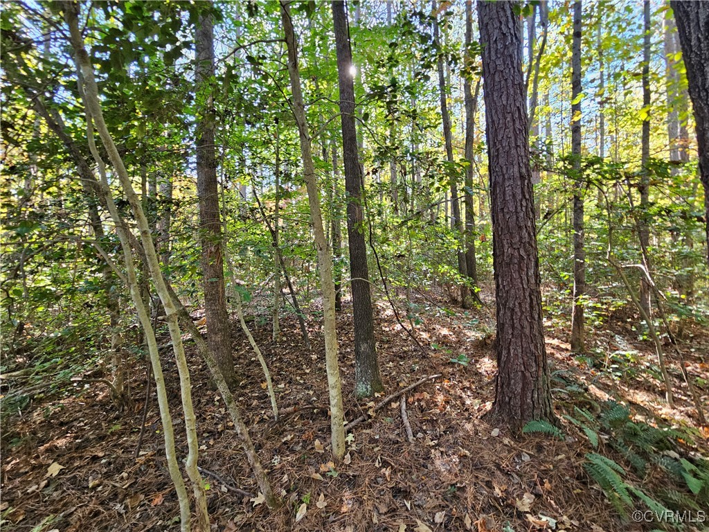 120.9-ac Back Mountain Road Dillwyn, VA 23936 - Photo 3 of 39 a view of forest