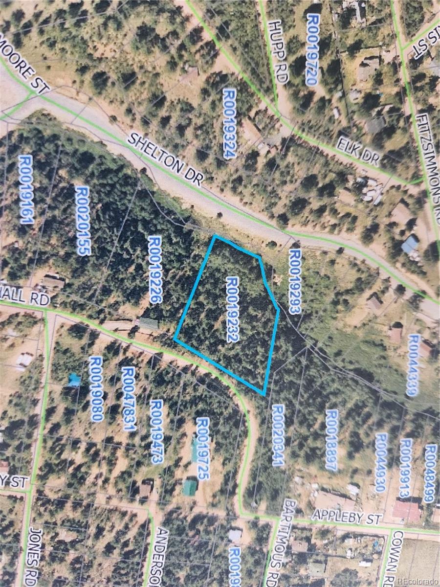 a view of a forest with a tree