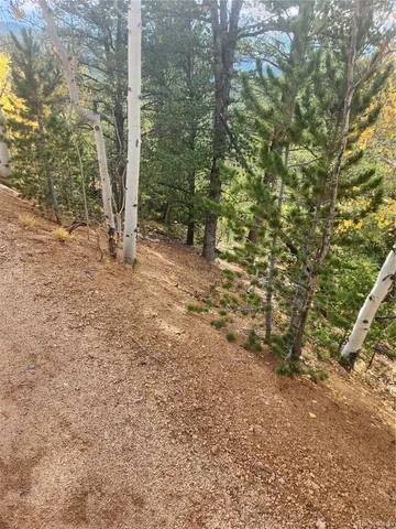 a view of a forest with trees