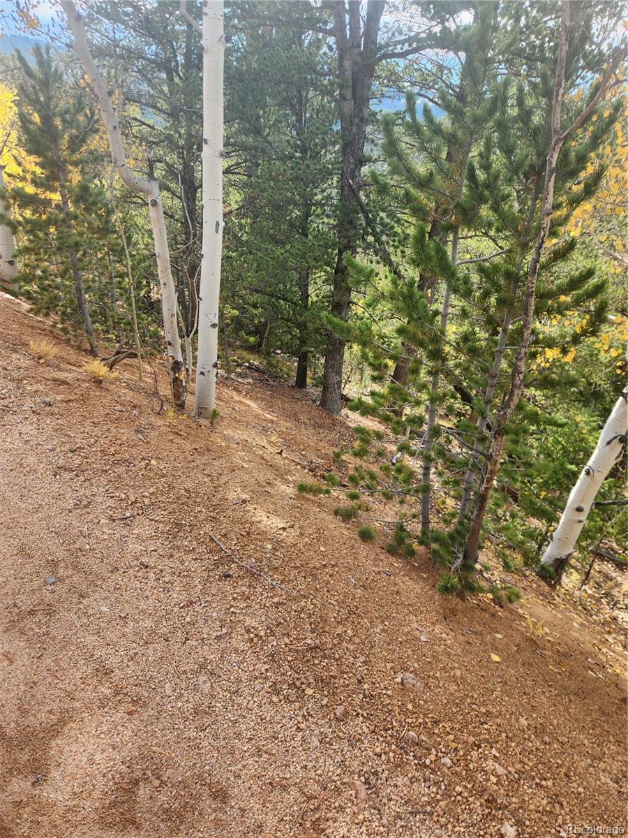 72 Hall Road Bailey, CO 80421 - Photo 4 of 9 a view of a forest with trees