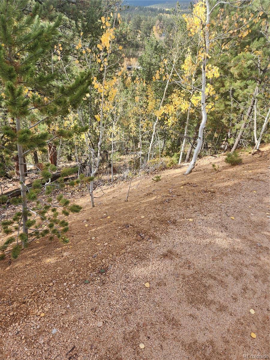 72 Hall Road Bailey, CO 80421 - Photo 8 of 9 a view of yard with large trees