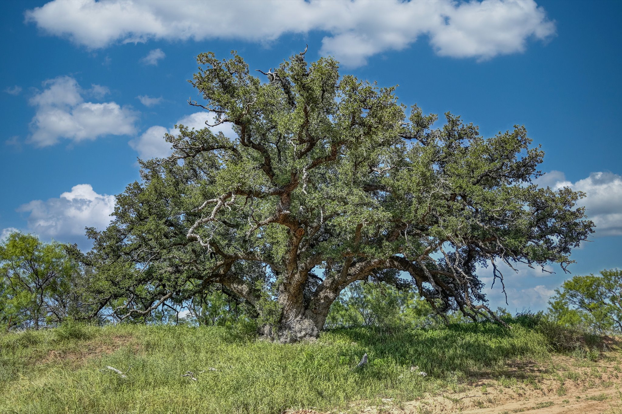 18601 County Road 214 Brookesmith, TX 76827 - Photo 36 of 39 Heritage Oak listed in the Texas Registry as one of the oldest trees in Texas
