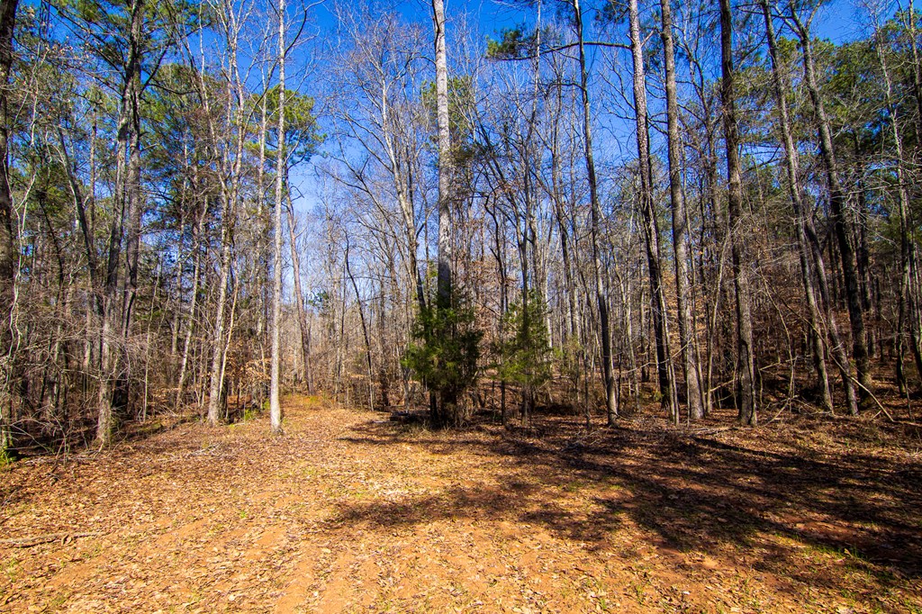 0 Kings Gap Road Hamilton, GA 31811 - Photo 11 of 19