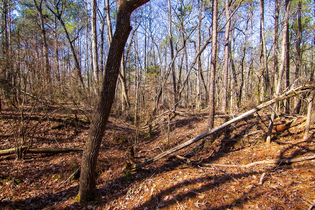 0 Kings Gap Road Hamilton, GA 31811 - Photo 14 of 19