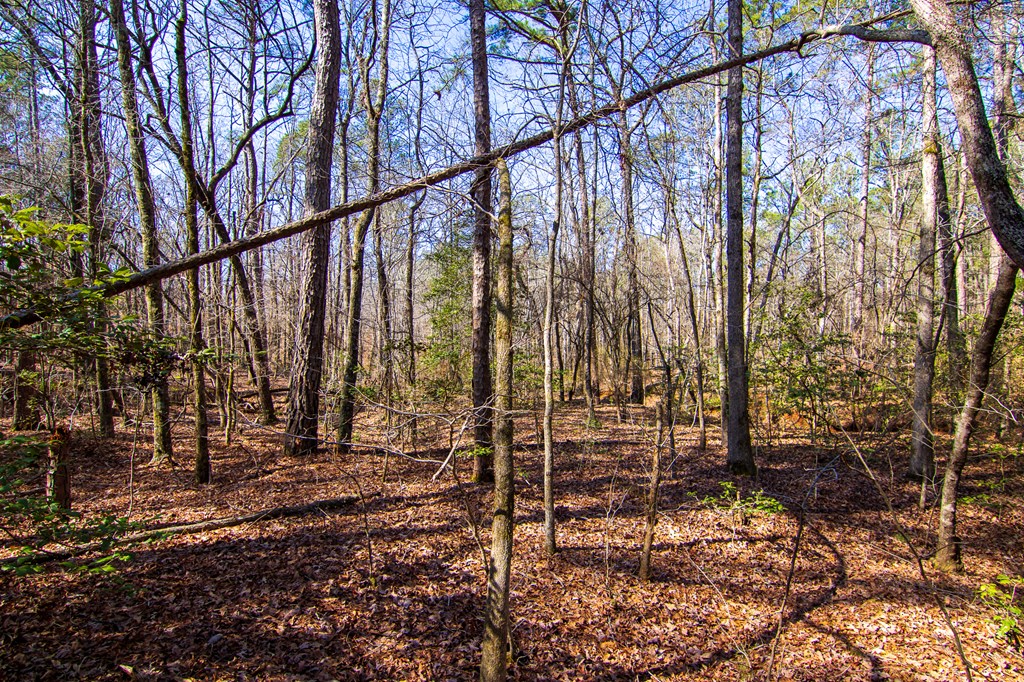 0 Kings Gap Road Hamilton, GA 31811 - Photo 15 of 19