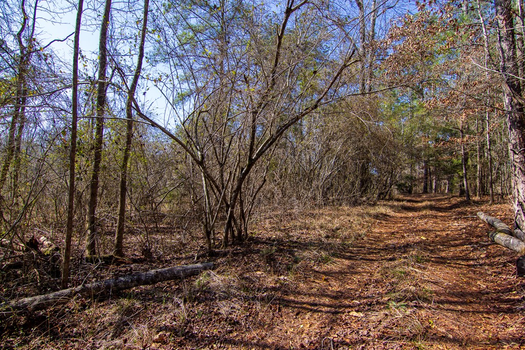 0 Kings Gap Road Hamilton, GA 31811 - Photo 4 of 19