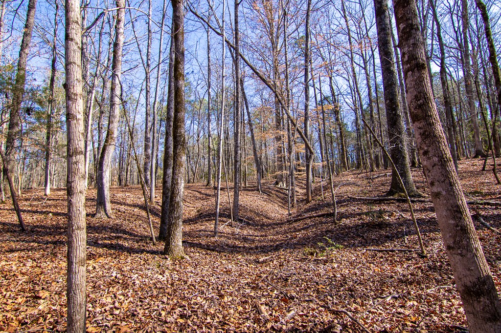 0 Kings Gap Road Hamilton, GA 31811 - Photo 6 of 19