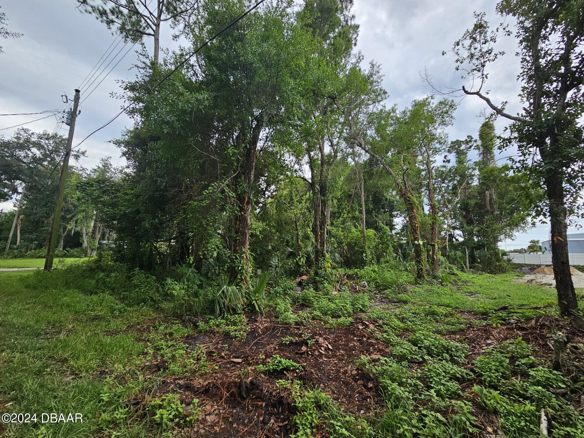 a view of a lush green forest