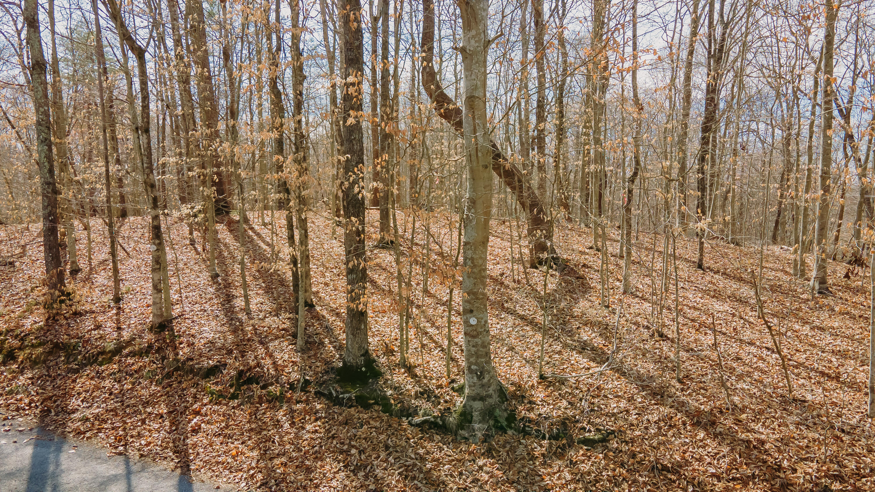 28 Cave Springs Road Nancy, KY 42544 - Photo 12 of 18 Wolf Creek-53