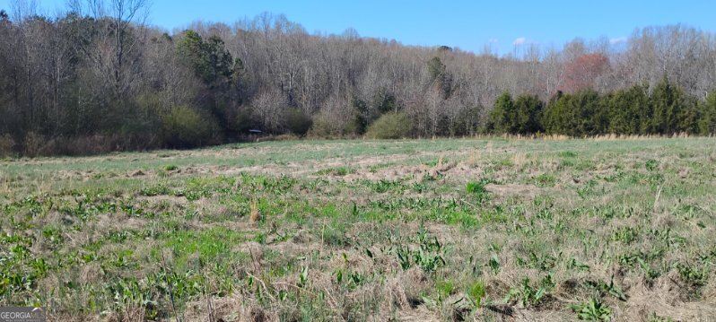 2331 Kesler Road Carnesville, GA 30521 - Photo 11 of 50 a view of a yard with a tree