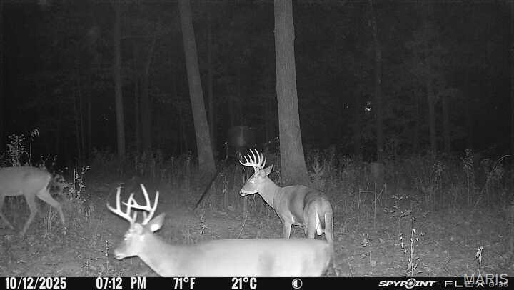 333 Highway D Hawk Point Hawk Point, MO 63349 - Photo 47 of 54