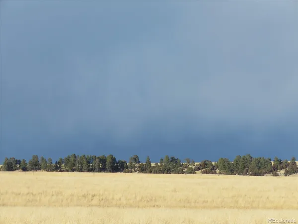 a close up of a palm tree