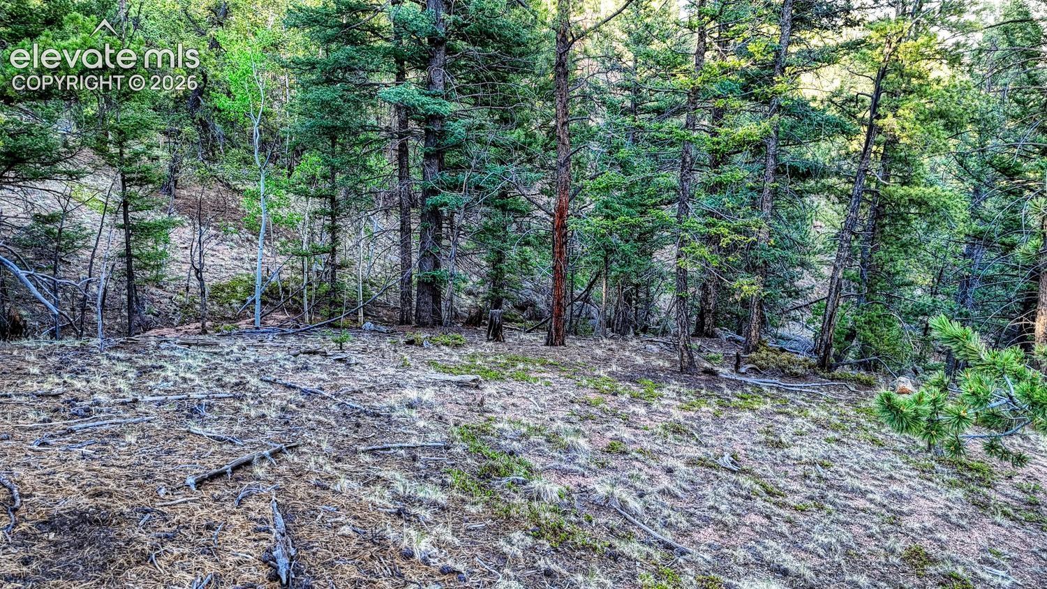364 Blue Spruce Road Divide, CO 80814 - Photo 9 of 21 Gallery Image 9