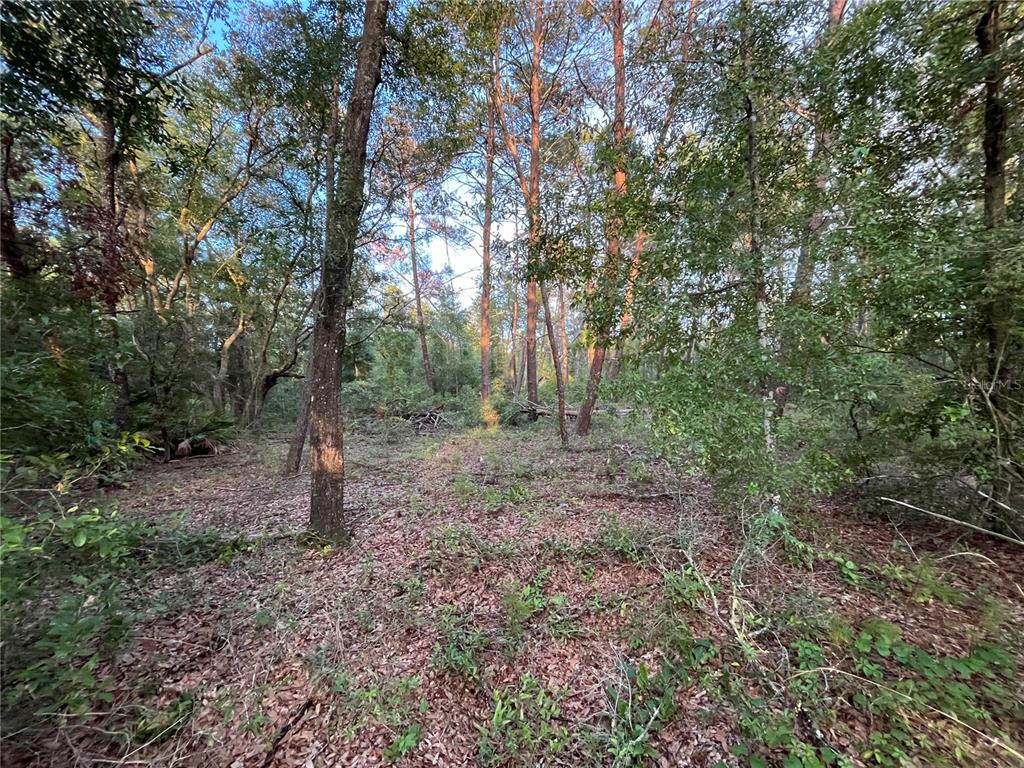 Tbd Twin Lakes Road Interlachen, FL 32148 - Photo 3 of 9