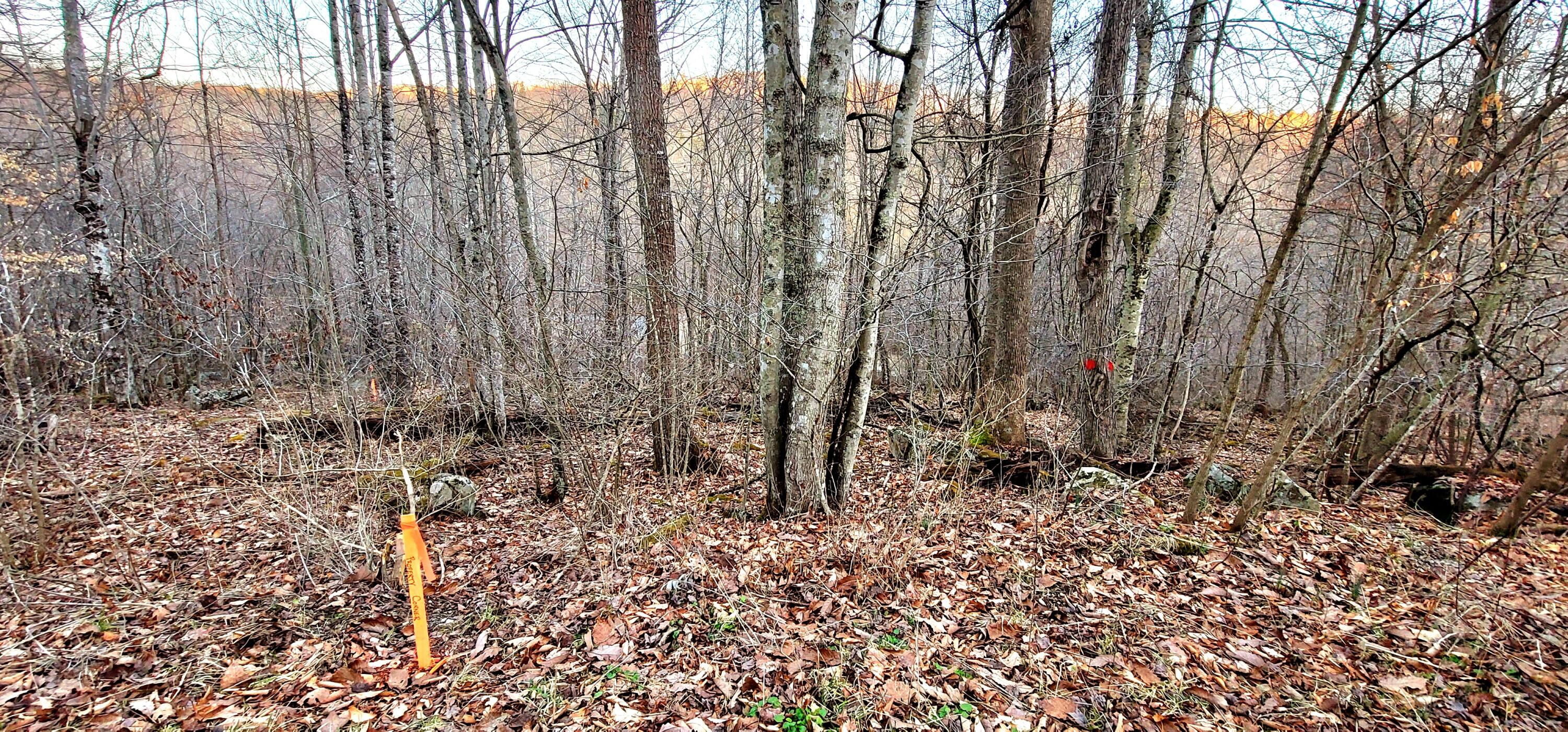 1191 Will Dodd Road Jumping Branch, WV 25969 - Photo 12 of 20 Gallery Image 12