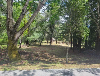 a view of a tree in the middle of a yard