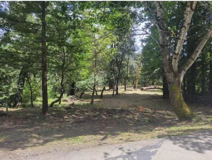 a view of a tree in the middle of a yard