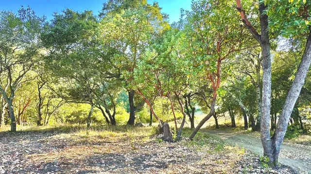 a view of backyard with tree