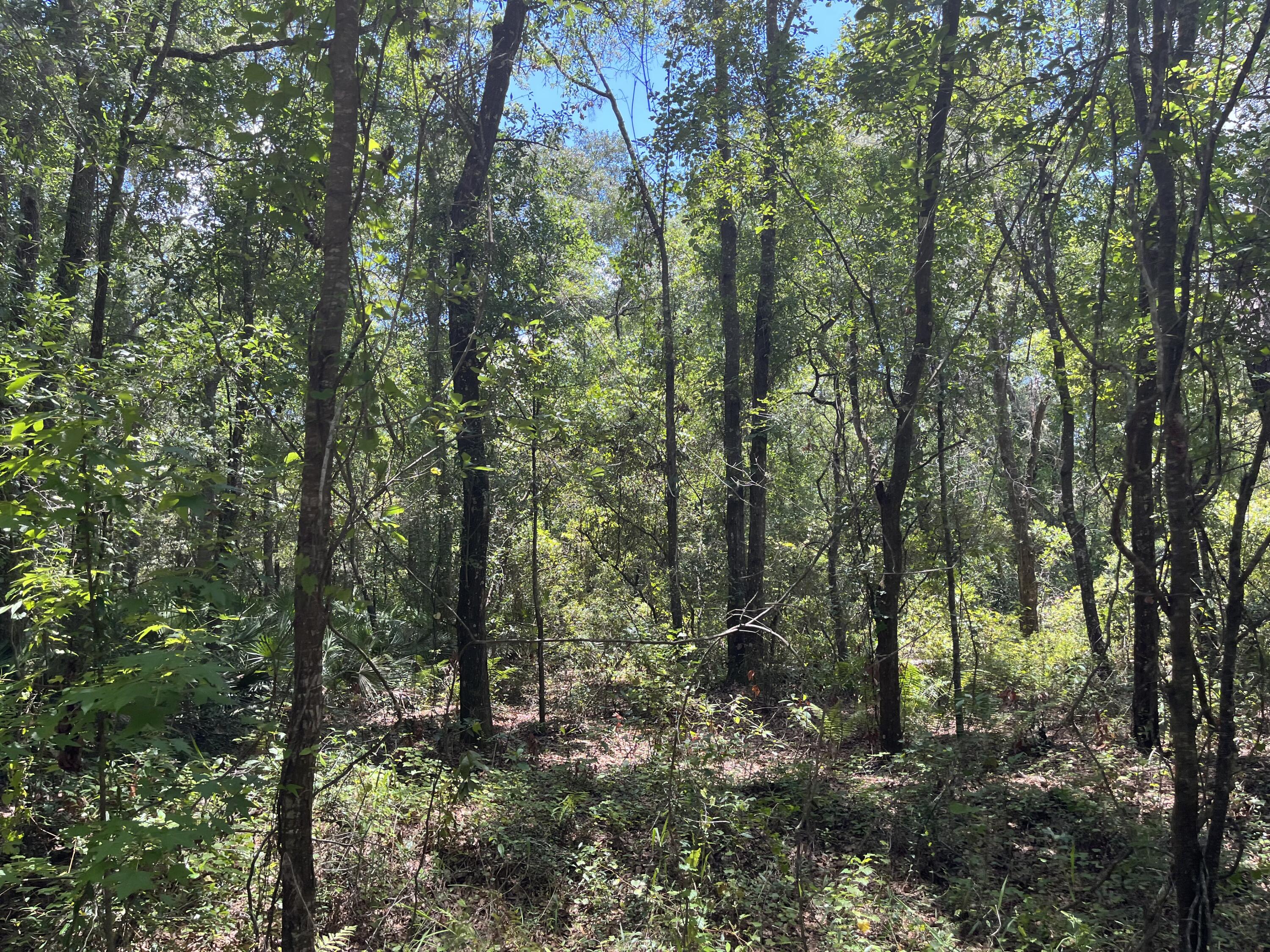 117 Doby Road Satsuma, FL 32189 - Photo 1 of 6 IMG_4165
